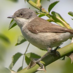 Lesser Whitethroat - MixPre - 1455 01