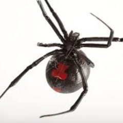 Black widow