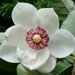 Magnolia