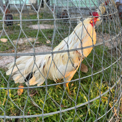 Gấu mèo phiêu lưu kí