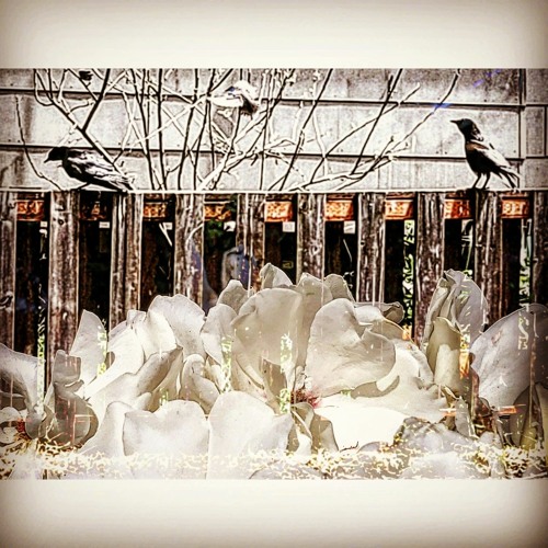 Stream Box of Crows by Dead Air Fresheners Listen online for free on