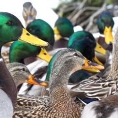 Lining Up Weekend Ducks