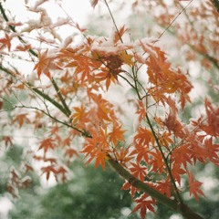 wlr143 Tatsuro Murakami - An Imaginary Autumn