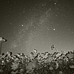 Stars and flowers
