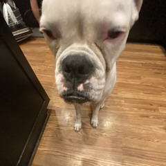 lil doggy (Prod. j5xj)