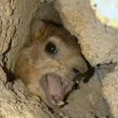 Hyrax