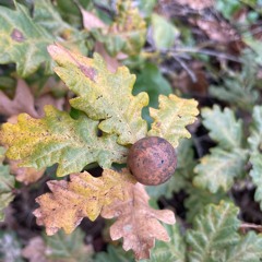 Tiny Acorns Original