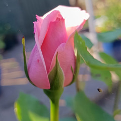 Wild Rose of the Mountain