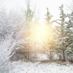 Winter Morning