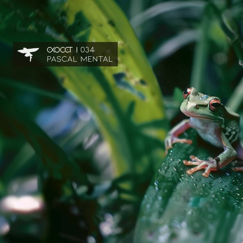 Exocet 034 ))) Pascal Mental ~ 𝘗𝘩𝘺𝘭𝘭𝘰𝘮𝘦𝘥𝘶𝘴𝘢 𝘣𝘪𝘤𝘰𝘭𝘰𝘳