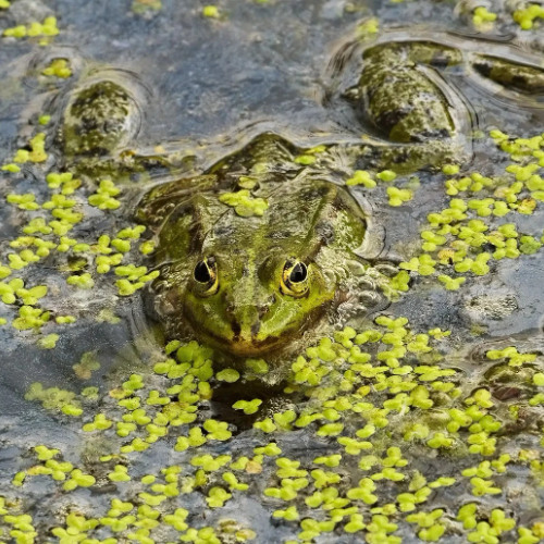 Edible frog chorus at mid-day