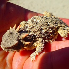 Horned Lizard Squirting Blood