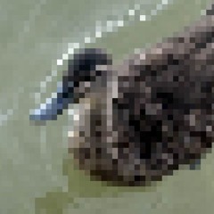 what would it be like to be a duck