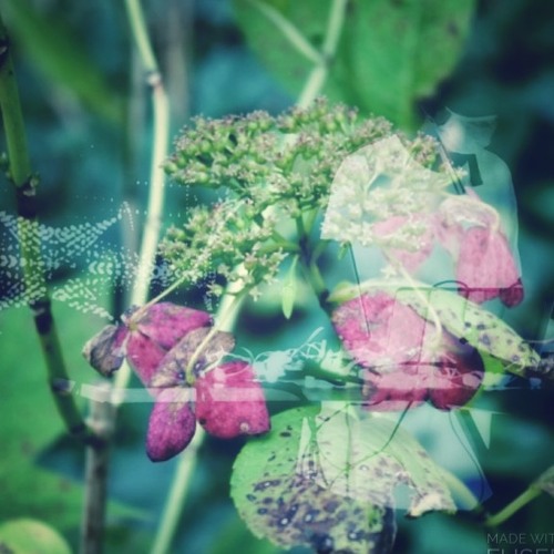 Withered Hydrangea(萎れた紫陽花)