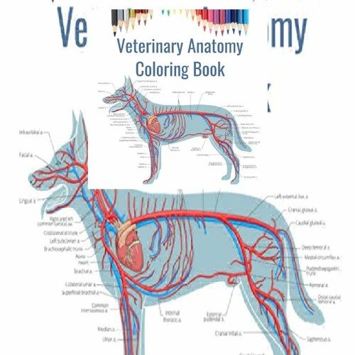 Download Stream Pdf Veterinary Anatomy Coloring Book Veterinary School Gift Animal Anatomy Coloring Book Dog By Qibydiaberry Listen Online For Free On Soundcloud