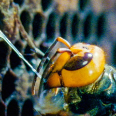 hornets