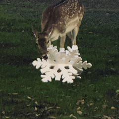 dañados (exe.Orbita Incompleta)