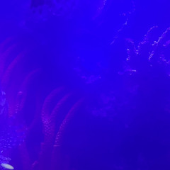 Paper Bag - Cover - Fiona Apple