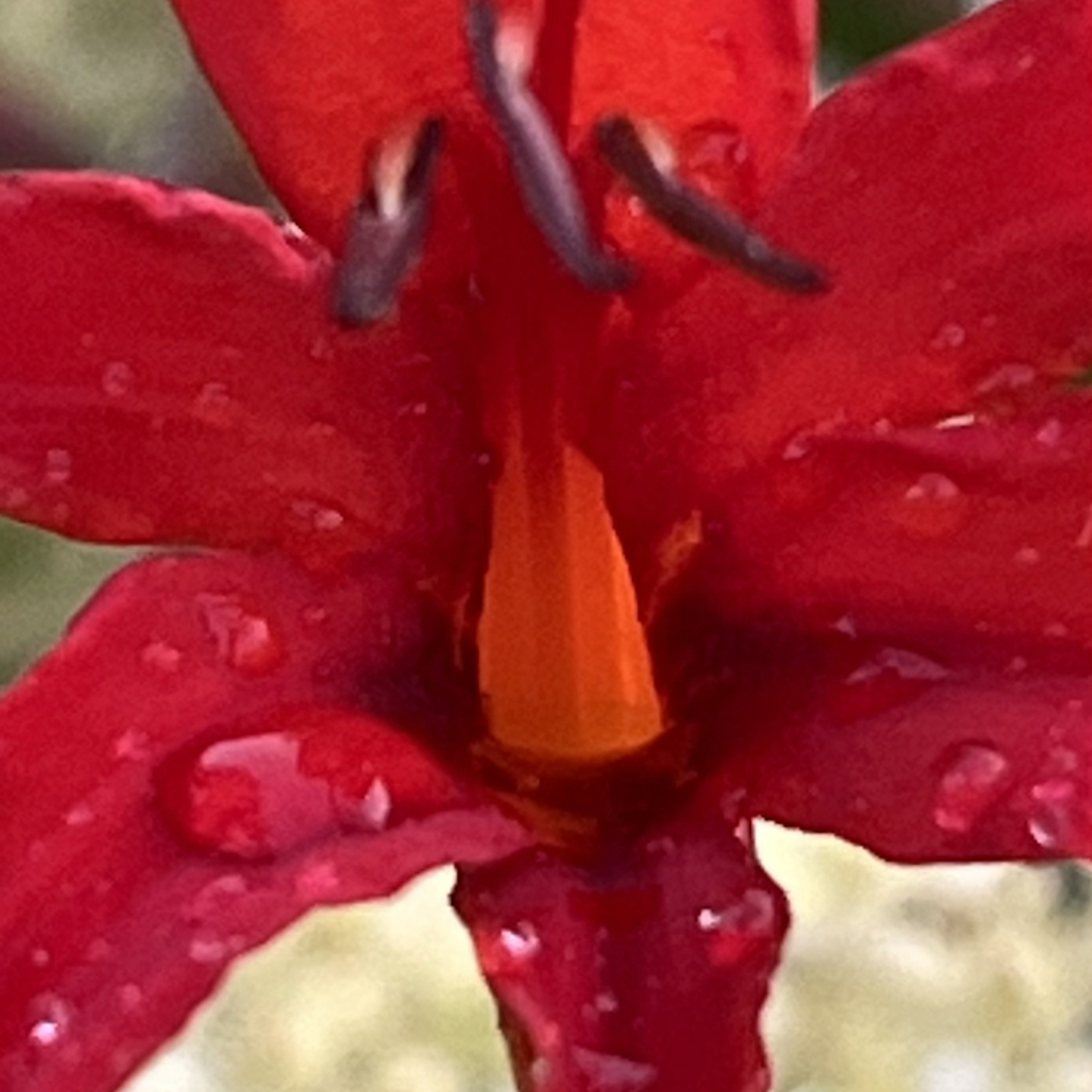 grandmoflash.com