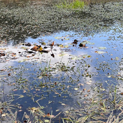 Waterhall dewpond Marestail