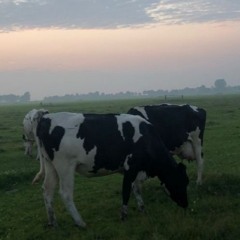 cow fields