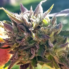 Jordan Giesen drum solo