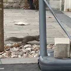 AAAC Wildlife Removal of Texas Gulf Coast - Squirrel Removal TX Gulf Coast