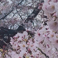 Sakura no michi