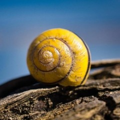 1 La spirale