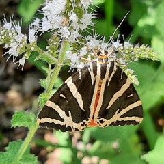 Where Angels & Butterflies Grow. A Challenge To Your Shame