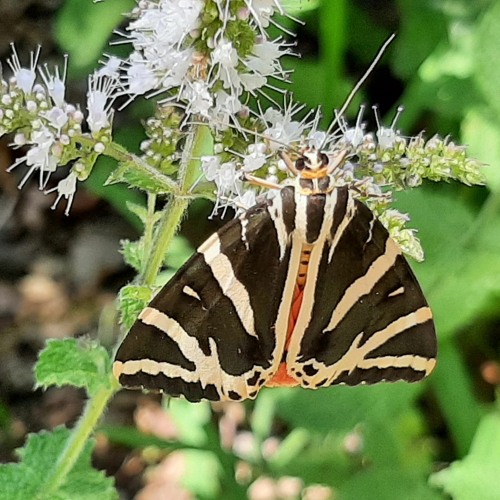 Where Angels & Butterflies Grow. A Challenge To Your Shame