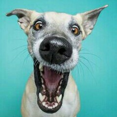 The Boy Needs Therapy