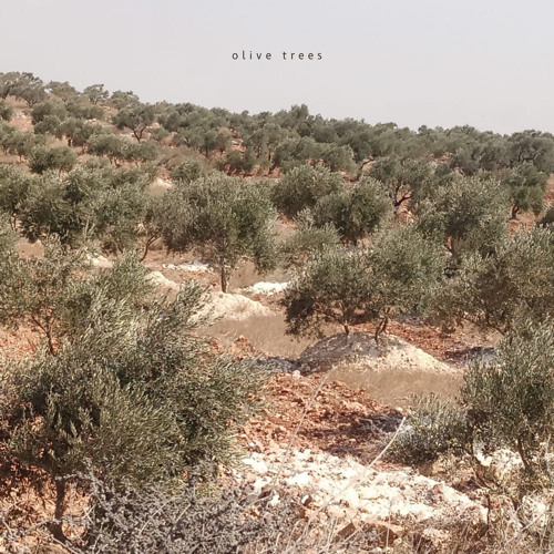 olive trees (feat. Talha Wise Wolf)