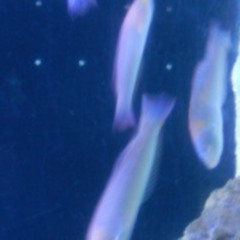 Sueño en la arboleda