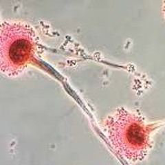 Infecciones causadas por hongos