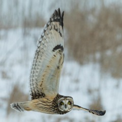 Night Bird (String Quartet)