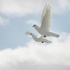 Dove song