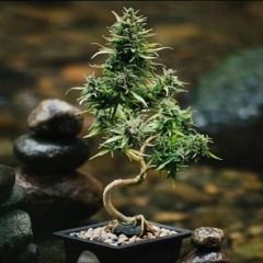 bonsai + Юпи