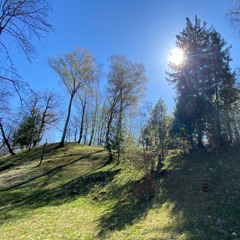 Strong Wind in the Trees on a Spring Morning