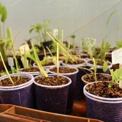 18.11.2021  - Cap. VII - Bem Avent os Pobres de Espírito - Missão do Homem Inteligente na Terra (5)