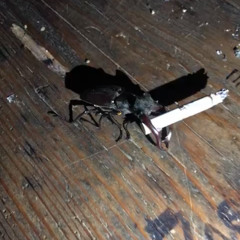 drum and bugs (196 bpm mix)
