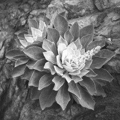 Zaraz- a small piece of my Live