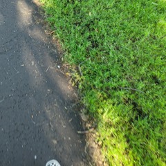 damien rose - overly medicated lady 2023-08-08 00_06.m4a