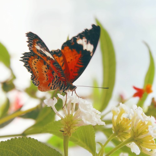 Meditation For Healing ~ Supportive Tools in Uncertain Times