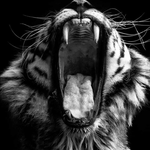 Anecdoche - Predator Pt. 2: Fury