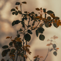 Seltene Entscheidung