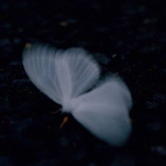 butterfly effect - vaccurate beats