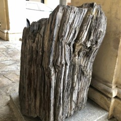 #9 Mineralisierter Baum