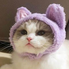 Meow Anthem (prod. Cashheart, Richie Souf)