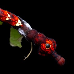 Guadalupe González - Femina [SS7.016EP] - Free DL